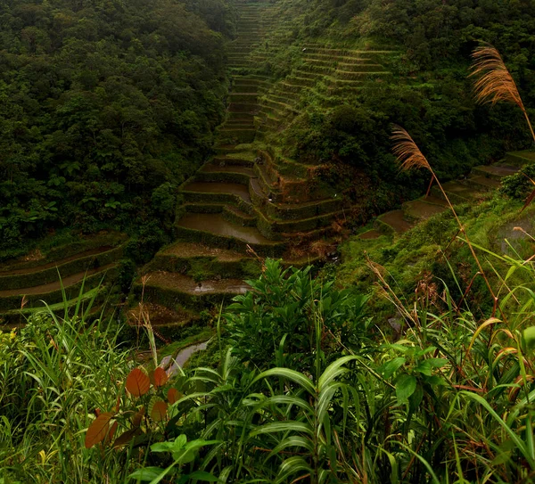 Borrão Campo Terraço Filipinas Para Coultivation Arroz Site Unesco Banaue — Fotografia de Stock