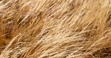 Sonbahar konsepti gibi sarı bir çimenin soyut dokusu