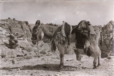 petra, jordan bir antika mountain yakınındaki turist bekleyen eşek