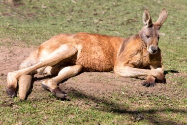 in  australia natuarl park close  up of the kangaroo near   bush clipart