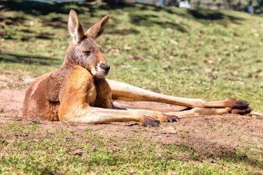Avustralya'da natuarl park yakın çekim bush yakınındaki kanguru