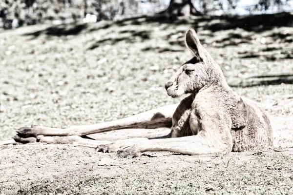 Austrália Natuarl Park Close Canguru Perto Arbusto — Fotografia de Stock