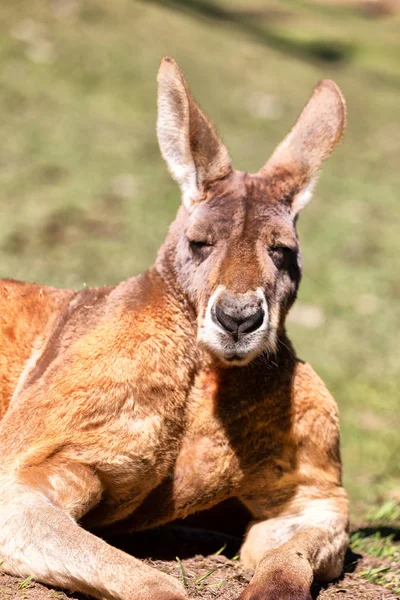 Australia Parque Natural Cerca Del Canguro Cerca Arbusto —  Fotos de Stock