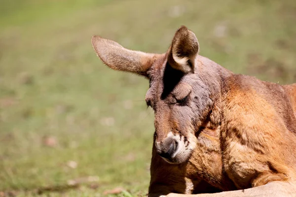 Australia Parque Natural Cerca Del Canguro Cerca Arbusto —  Fotos de Stock