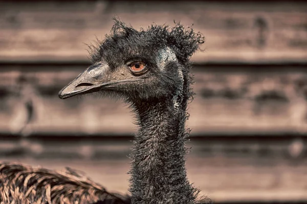 Parque Austrália Pássaro Emu Livre Fundo — Fotografia de Stock