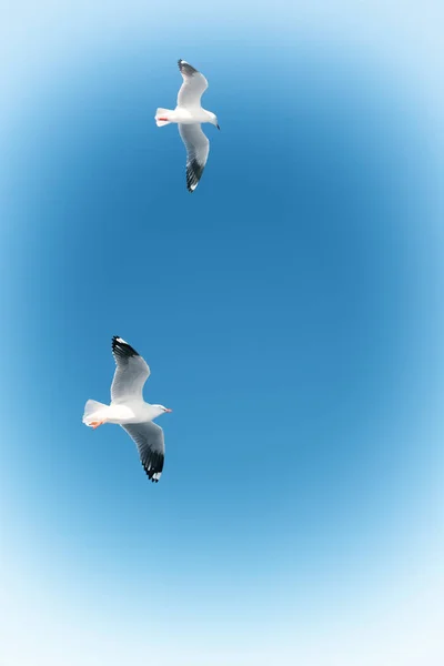 Australia Una Gaviota Blanca Libre Volando Cielo Despejado —  Fotos de Stock