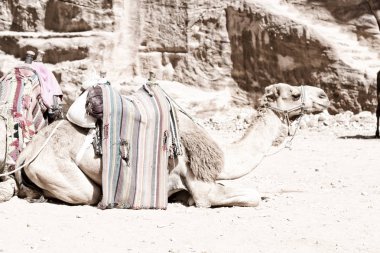 petra, jordan yakınındaki antik merak sitesi turist için deve