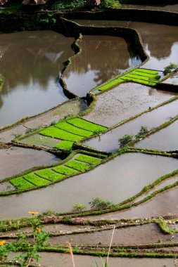 Banaue Unesco sitesinden pirinç elde etmek için Filipinler teras sahasında bulanıklık