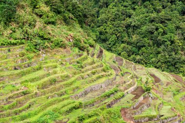 Banaue Unesco sitesinden pirinç elde etmek için Filipinler teras sahasında bulanıklık