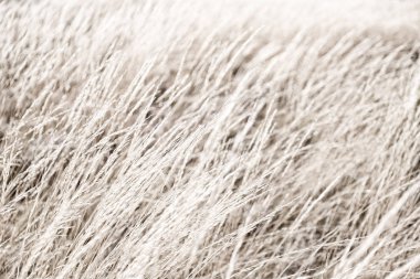 Sonbahar konsepti gibi sarı bir çimenin soyut dokusu