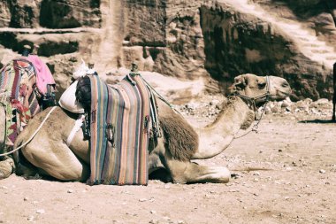 petra, jordan yakınındaki antik merak sitesi turist için deve