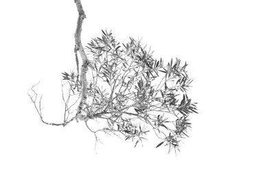 Avustralya outback ağaç ve yaprak açık gökyüzünde