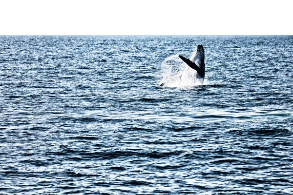 Austrália Uma Baleia Livre Oceano Como Conceito Liberdade — Fotografia de Stock