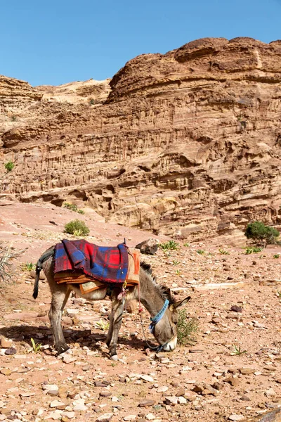 Petra Jordan Burro Esperando Turista Cerca Antigua Montaña — Foto de Stock