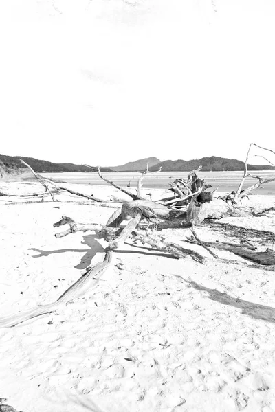 在澳大利亚降灵岛的树和海滩在天堂湾 — 图库照片