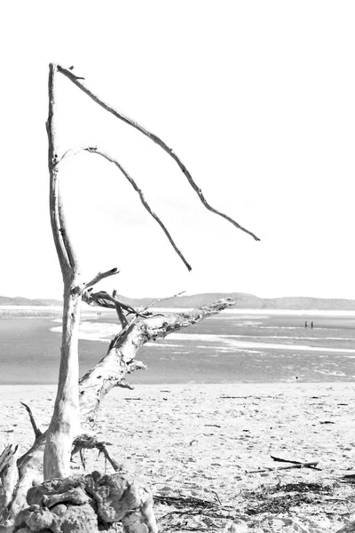オーストラリア ウィット サンデー島 ツリーとパラダイス ベイのビーチ — ストック写真
