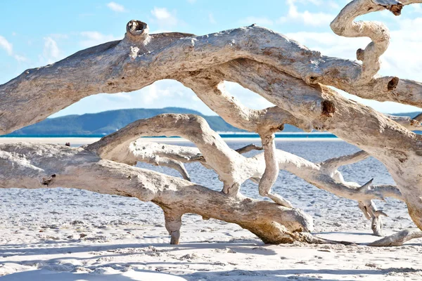 Australia Whitsunday Island Albero Spiaggia Nella Baia Paradiso — Foto Stock
