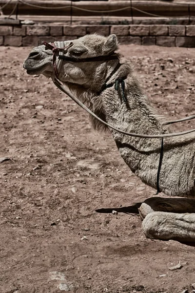 Petra Jordanië Het Hoofd Van Een Kameel Klaar Voor Toeristische — Stockfoto