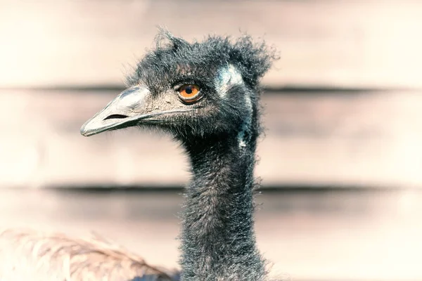 Parque Austrália Pássaro Emu Livre Fundo — Fotografia de Stock