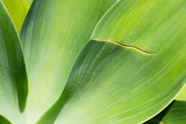 doku ve yaprak gibi soyut bir yakın çekim  