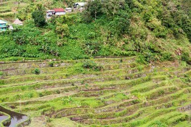   coultivation pirinç Teras alanı   