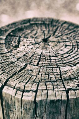 yüzey ağaç arka plan gibi soyut doku 