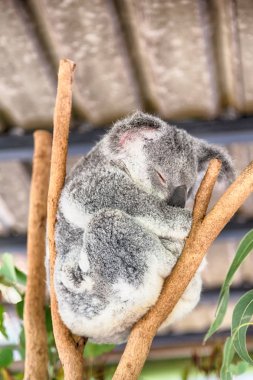 Avustralya'da tipik hayvan koala ücretsiz 