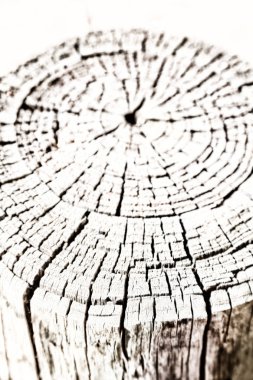 yüzey ağaç arka plan tahıl gibi soyut doku