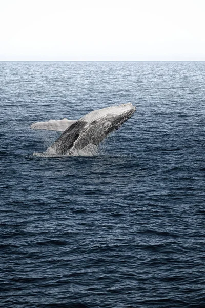En Australie une baleine franche dans l'océan — Photo