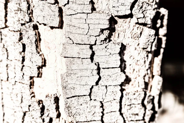 Textura Abstracta Árbol Superficie Como Grano Fondo — Foto de Stock