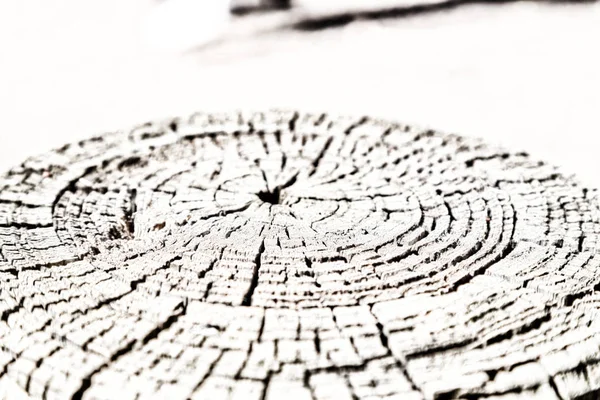 Textura Abstracta Árbol Superficie Como Grano Fondo — Foto de Stock