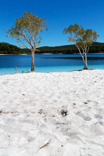 Australia Lake Mckenzie Tourism Tree Relax Paradise — Stock Photo, Image