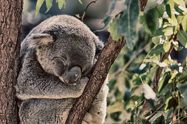 Avustralya Tipik Hayvan Koala Ücretsiz — Stok fotoğraf