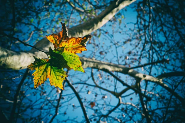 In einem Park die Blätter des Herbstes wie ein Naturkonzept — Stockfoto