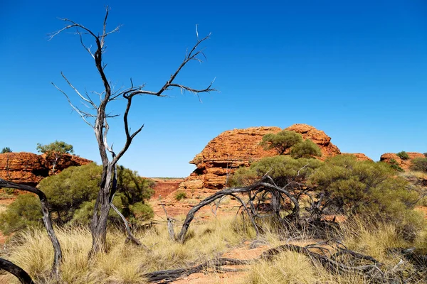Kings canyon přírodě divoké a outback — Stock fotografie