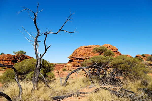 De kings canyon aard wild en de outback — Stockfoto