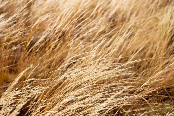 Textura Abstrata Uma Grama Amarela Como Conceito Outono — Fotografia de Stock