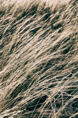 Sonbahar konsepti gibi sarı bir çimenin soyut dokusu