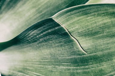 doku ve yaprakları arka plan yakın çekim