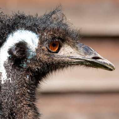 arka plan bulanık Avustralya emu kuşu portresi kapatın