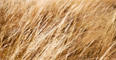 Sonbahar konsepti gibi sarı bir çimenin soyut dokusu