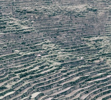 Banaue Unesco sitesinden pirinç elde etmek için Filipinler teras sahasında bulanıklık