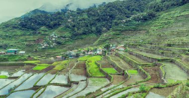 Banaue Unesco sitesinden pirinç elde etmek için Filipinler teras sahasında bulanıklık