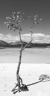 Filipinler'de ada güzel cosatline tree Hill'e ve tekne turist için