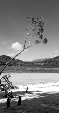 Filipinler'de ada güzel cosatline tree Hill'e ve tekne turist için