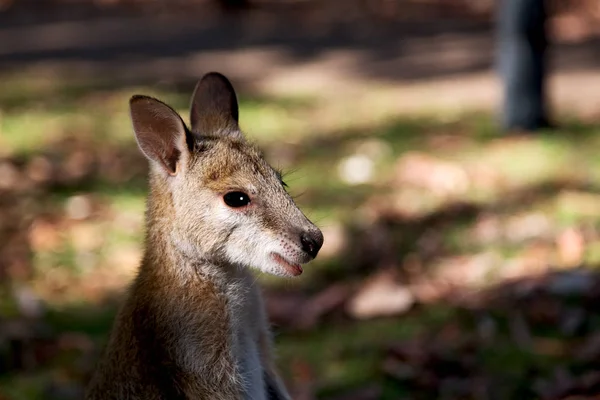 Natuarl park yakın çekim bush yakınındaki kanguru — Stok fotoğraf