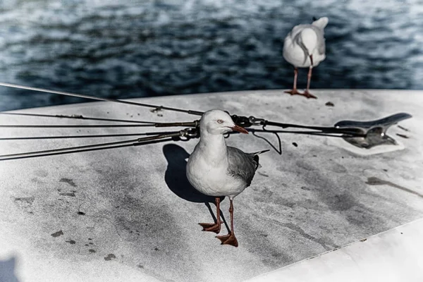 Catamarán cubierta lotes de gaviota libre cerca del mar — Foto de Stock