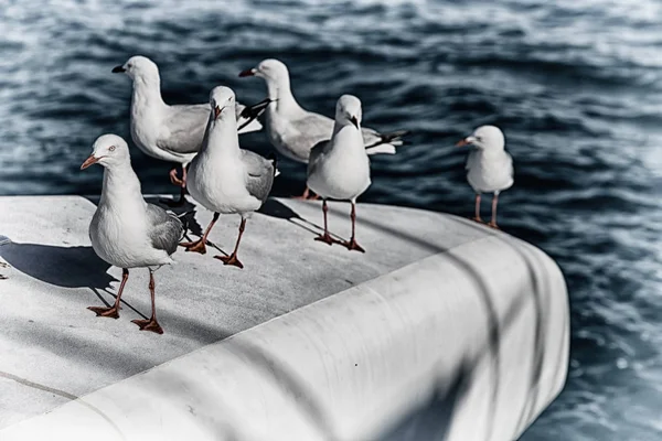 Catamarán cubierta lotes de gaviota libre cerca del mar — Foto de Stock