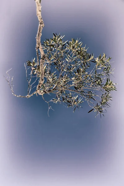 A árvore e a folha no céu claro — Fotografia de Stock
