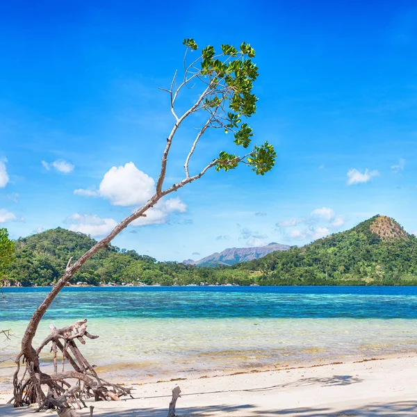 Isla Filipinas Hermoso Cosatline Árbol Colina Barco Para Turista — Foto de Stock